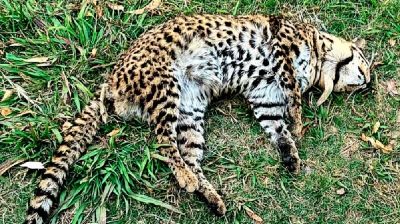 (Foto: Gualeguay 21).