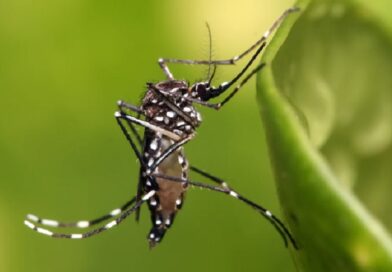 Dengue: Dónde ponerse repelente para evitar la picadura del mosquito